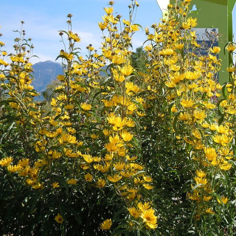 Helianthus maximiliani BIO