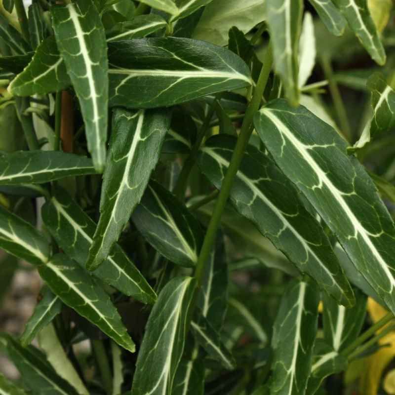Euonymus fortunei 'Wolong Ghost'  BIO