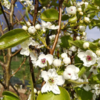 Pyrus pyrifolia - Nashi sauvage BIO