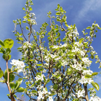 Pyrus pyrifolia - Nashi sauvage BIO