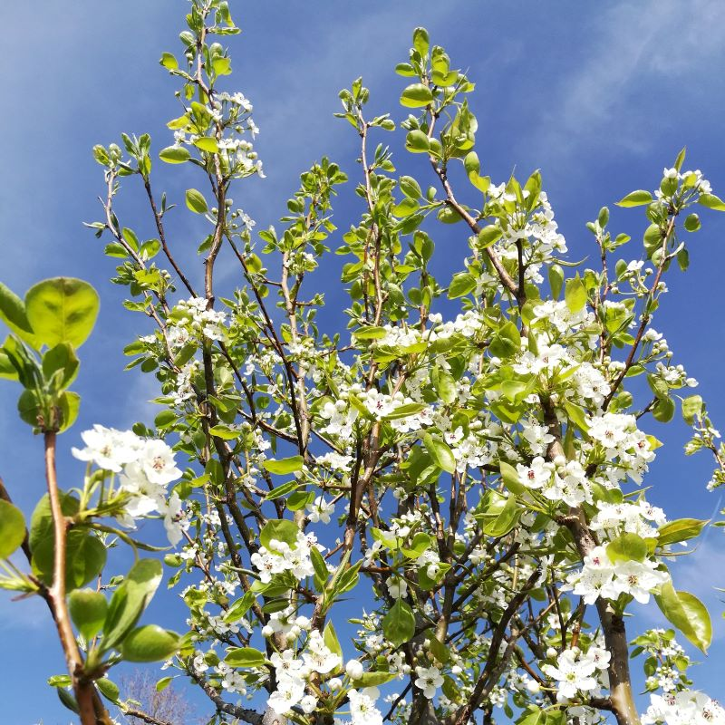 Pyrus pyrifolia - Nashi sauvage BIO