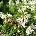 Satureja spicigera - Sariette rampante BIO