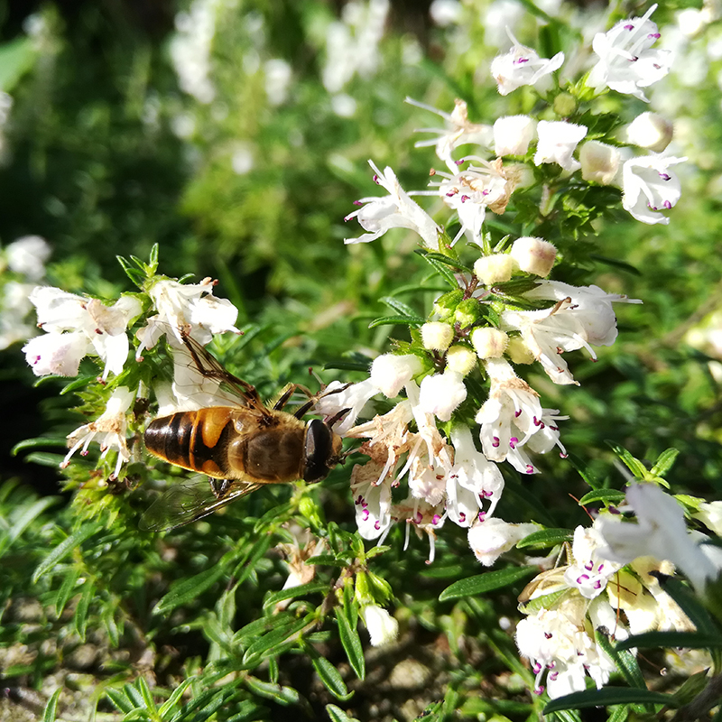 Satureja spicigera - Sariette rampante BIO