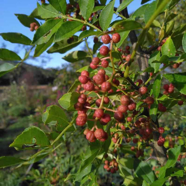 Zanthoxylum coreanum BIO