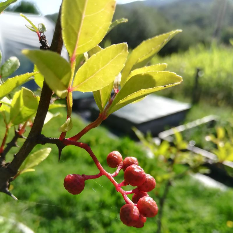 Zanthoxylum coreanum BIO