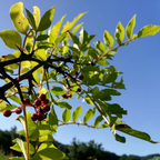 Zanthoxylum coreanum BIO