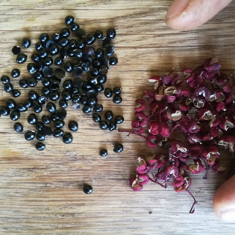 Zanthoxylum coreanum BIO