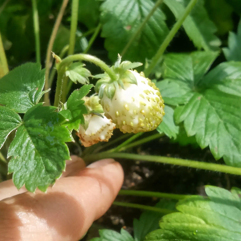 Fraisier des bois à fruits blancs 'Alpine Yellow' BIO