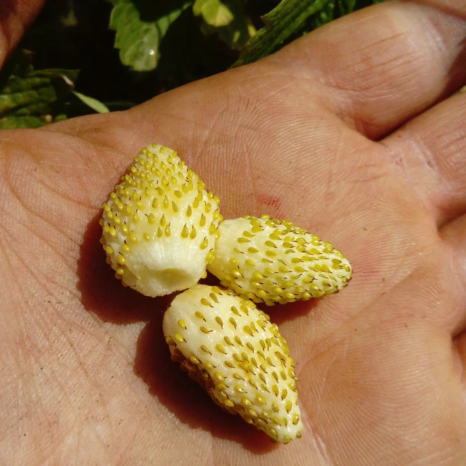 Fraisier des bois à fruits blancs 'Alpine Yellow' BIO