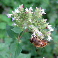 Origanum vulgare ssp. hitrum - Origan Grec  BIO