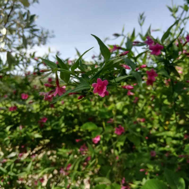 Jasminum beesianum BIO