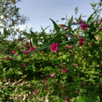Jasminum beesianum BIO