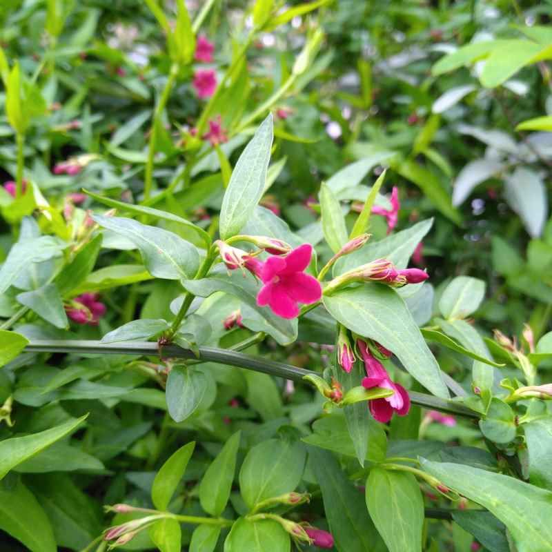 Jasminum beesianum BIO