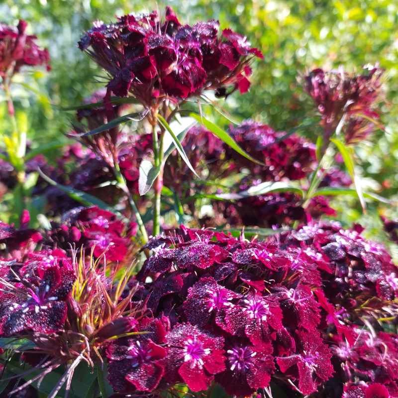 Dianthus barbatus 'Nigrescens' BIO