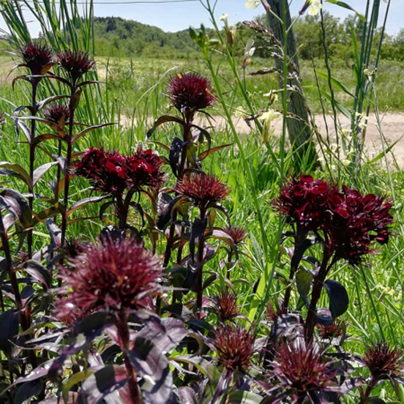 Dianthus barbatus 'Nigrescens' BIO