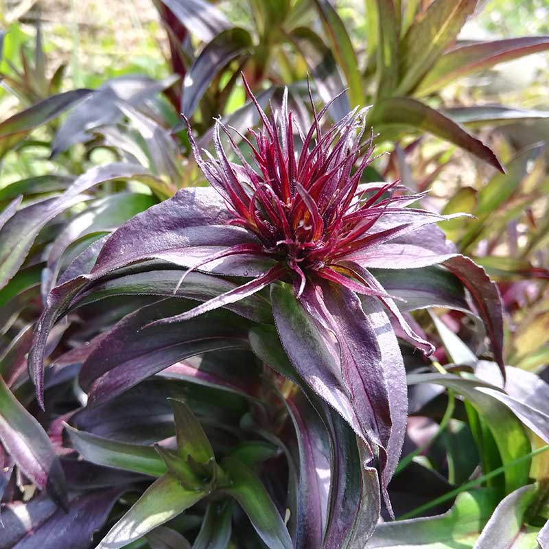 Dianthus barbatus 'Nigrescens' BIO