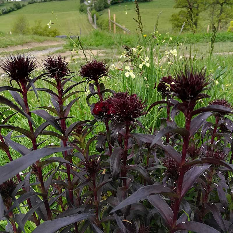 Dianthus barbatus 'Nigrescens' BIO