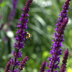 Salvia nemorosa 'Violet Queen' BIO