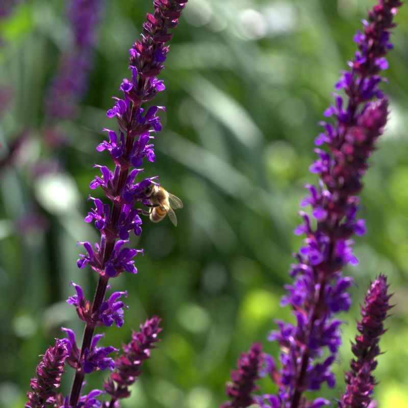 Salvia nemorosa 'Violet Queen' BIO