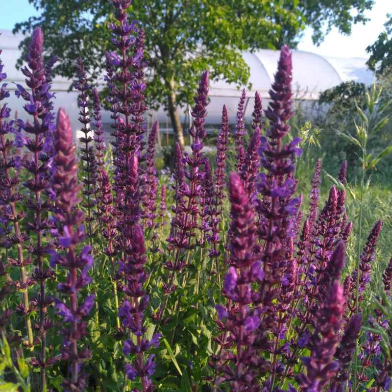 Salvia nemorosa 'Violet Queen' BIO