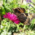 Knautia macedonica BIO