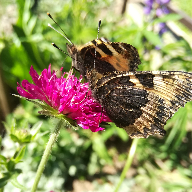 Knautia macedonica BIO