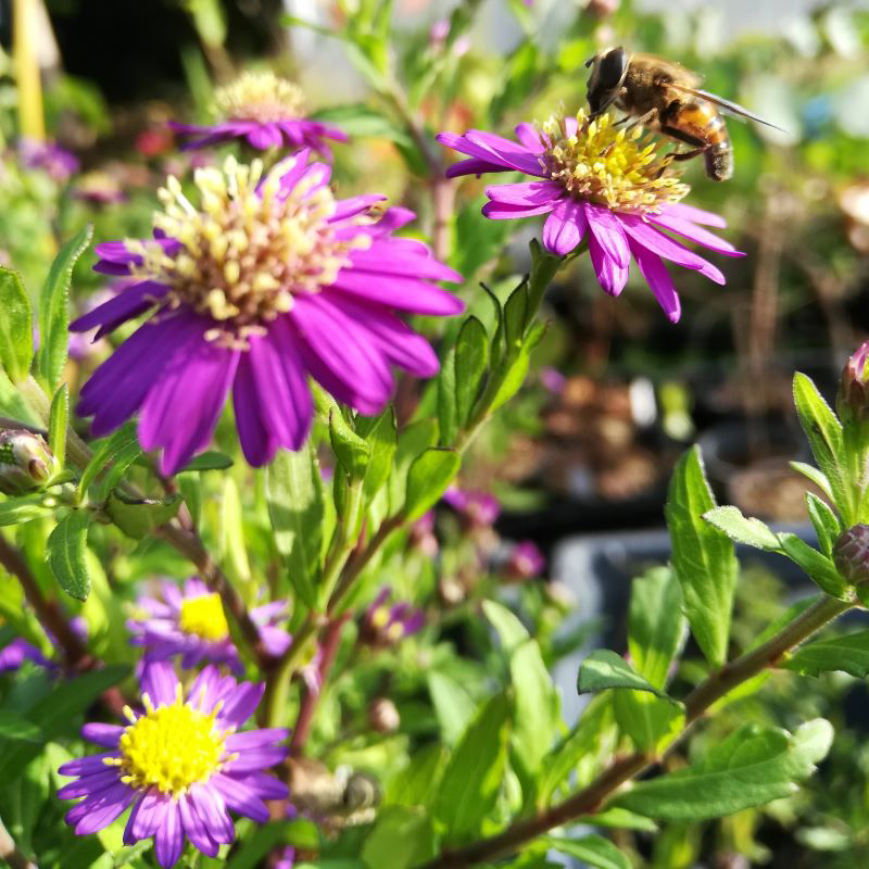 Aster ageratoides 'Ezo Murasaki' BIO