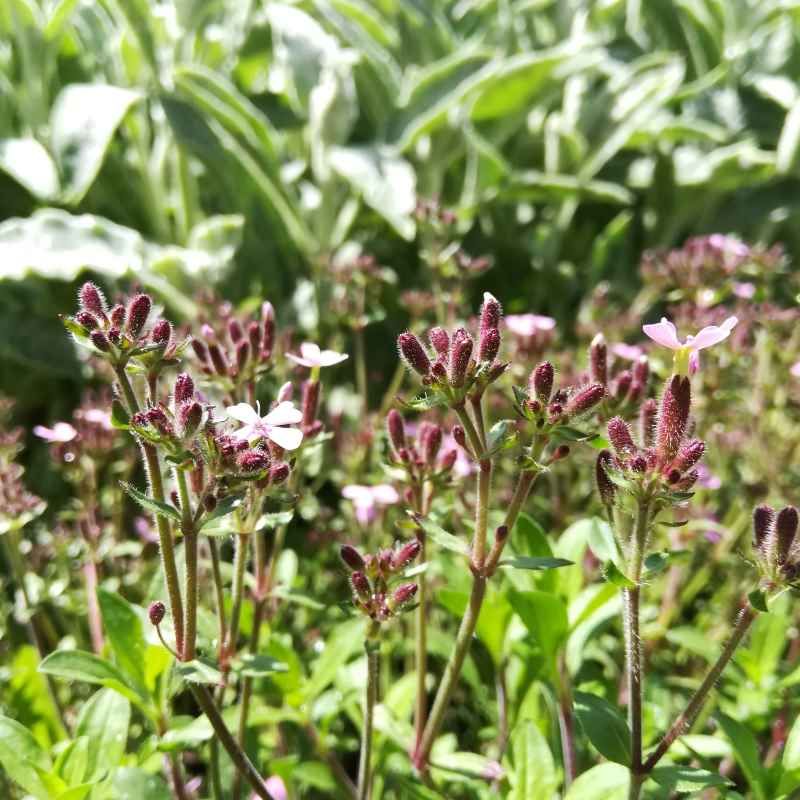 Saponaria ocymoïdes BIO - 1.5l