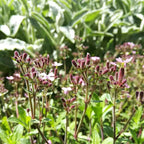 Saponaria ocymoïdes BIO - 1.5l