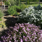 Saponaria ocymoïdes BIO - 1.5l