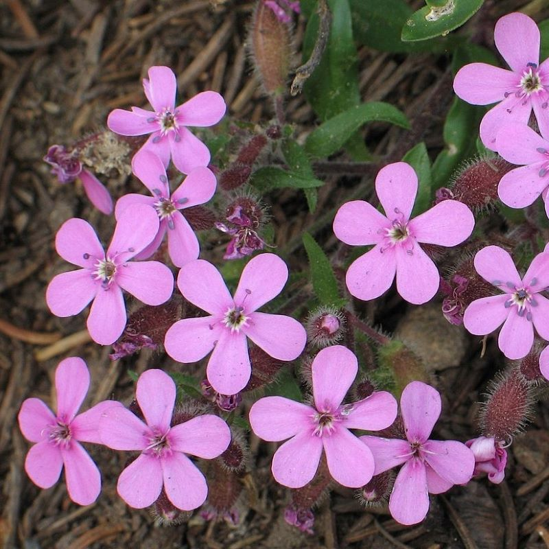 Saponaria ocymoïdes BIO - 1.5l