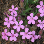 Saponaria ocymoïdes BIO - 1.5l