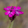 Dianthus carthusianorum BIO