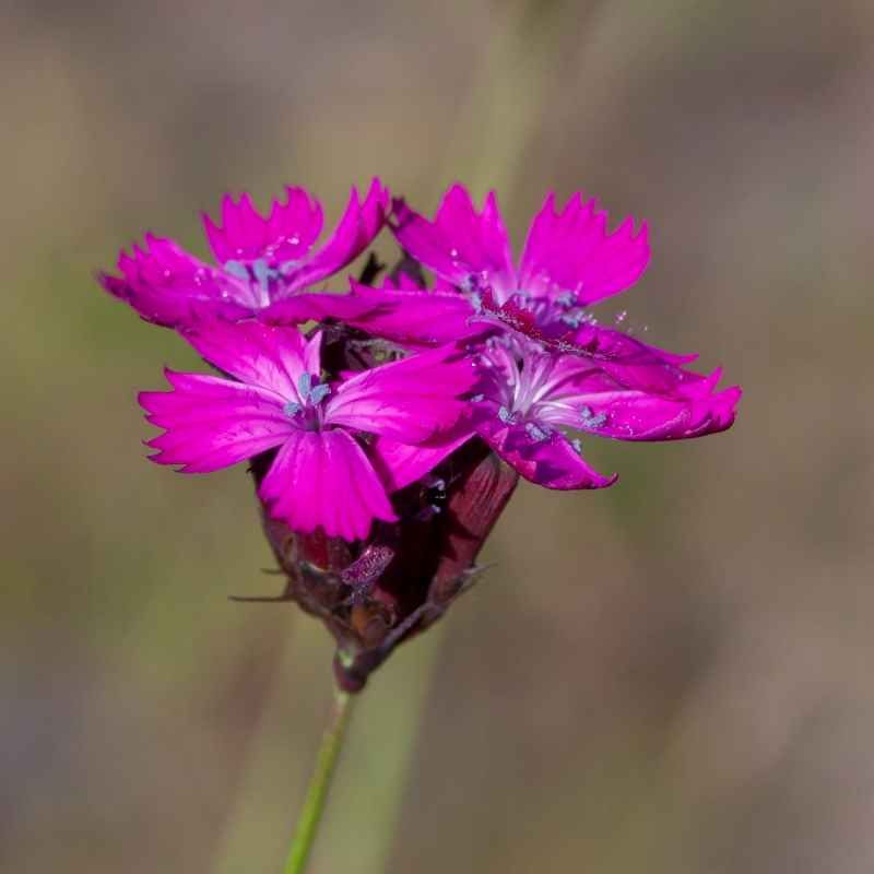 Dianthus carthusianorum BIO