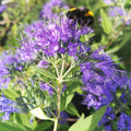 Caryopteris incana BIO