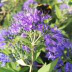 Caryopteris incana BIO