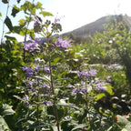 Caryopteris incana BIO