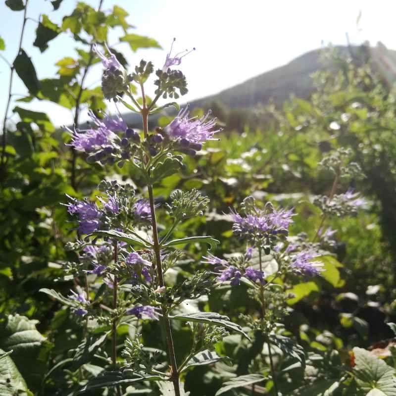 Caryopteris incana BIO