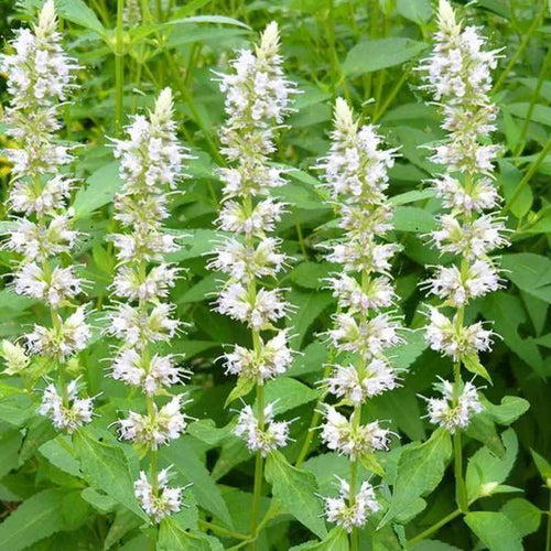 Agastache menthe 'Albiflora' BIO