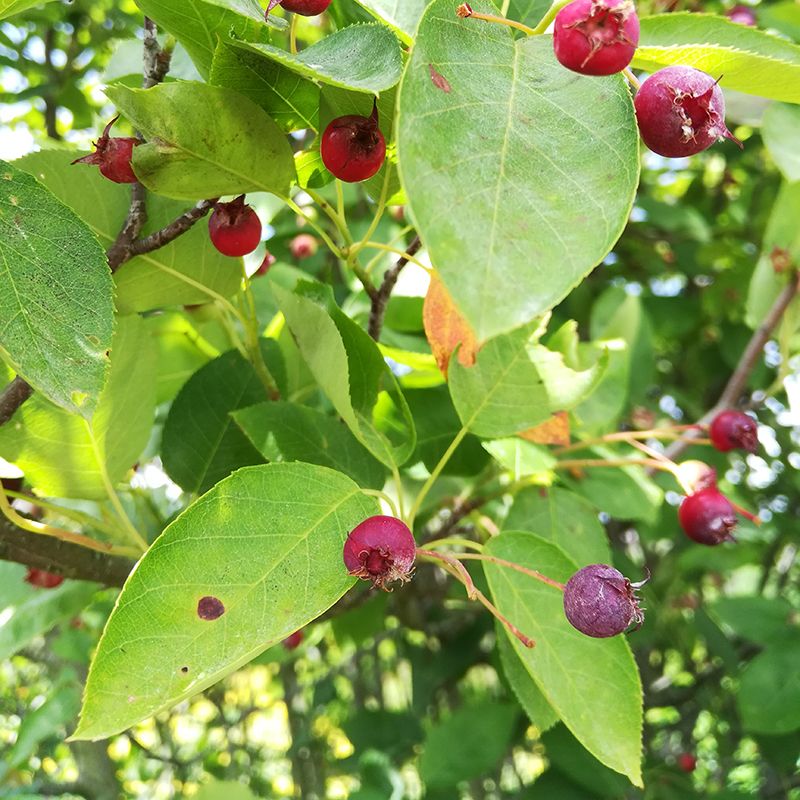 Amélanchier canadensis BIO