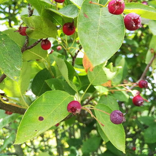 Amélanchier canadensis BIO