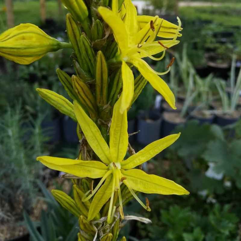 Asphodeline lutea BIO
