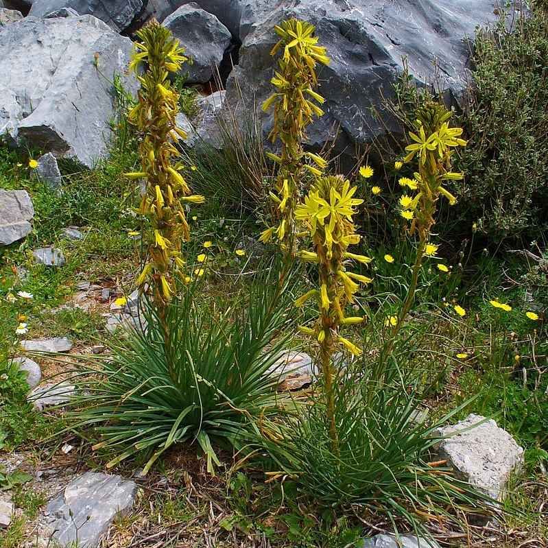 Asphodeline lutea BIO