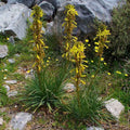 Asphodeline lutea BIO