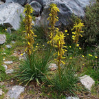 Asphodeline lutea BIO