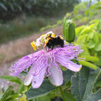 Passiflora incarnata BIO