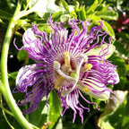 Passiflora incarnata BIO