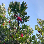 Arbutus unedo BIO - Arbousier