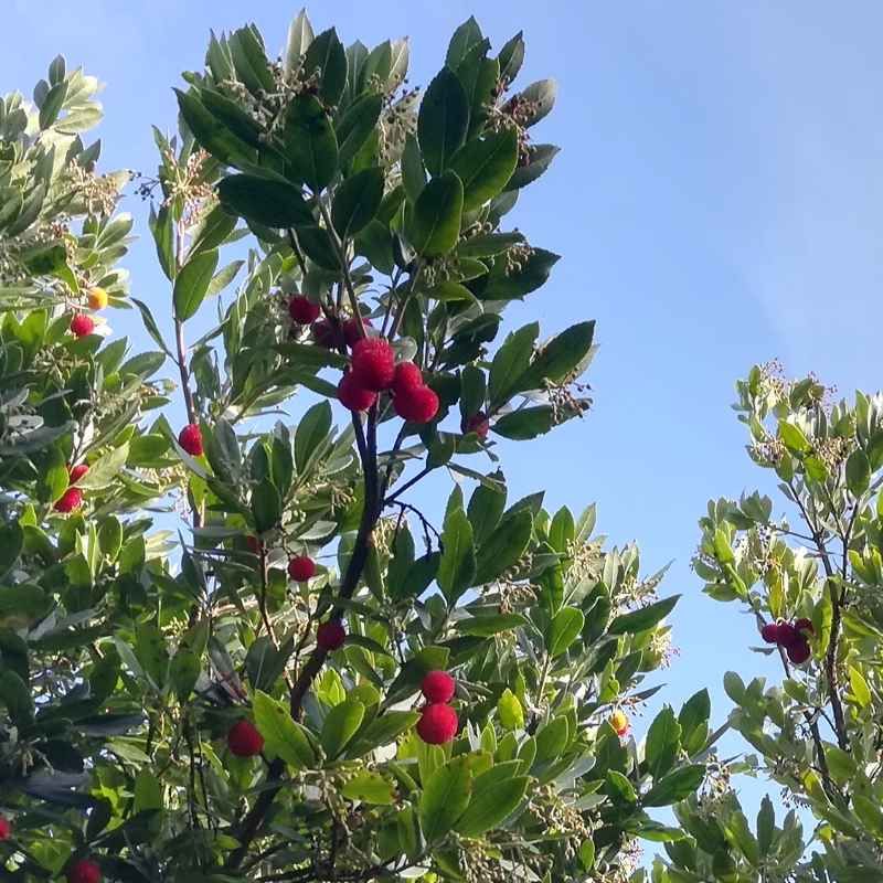 Arbutus unedo BIO - Arbousier