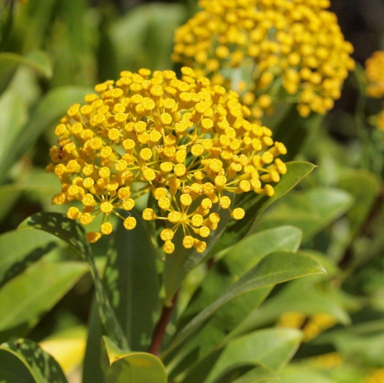 Bupleurum fruticosum BIO